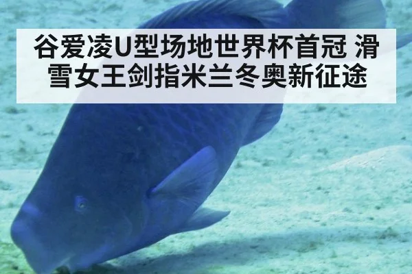 谷爱凌U型场地世界杯首冠 滑雪女王剑指米兰冬奥新征途