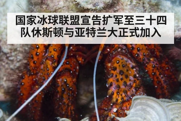 国家冰球联盟宣告扩军至三十四队休斯顿与亚特兰大正式加入